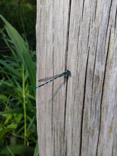 Coenagrion mercuriale